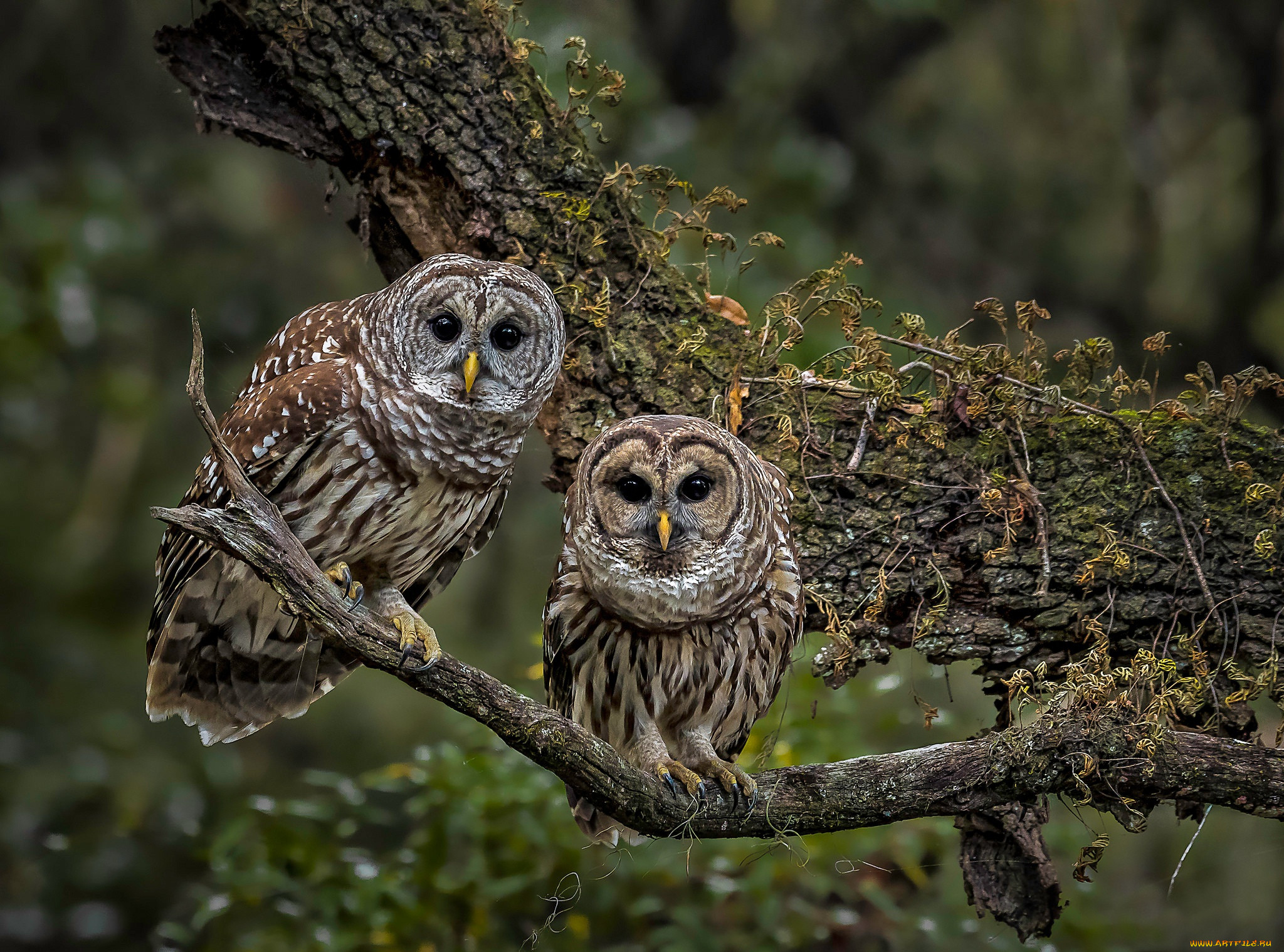 Owl. Сова пестрая неясыть. Неясыть семейство совиных. Сова неясыть птица. Совенок неясыти.